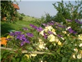 clematis